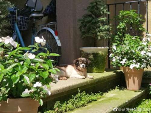 拯救花园阵容搭配攻略　天国拯救 可攻略女角色-第18张