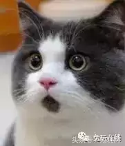 代练加鸡腿是多少钱　代练的鸡腿一般给多少-第12张