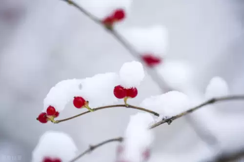 送冬节是什么意思　冬天的秘密表达的意思-第1张
