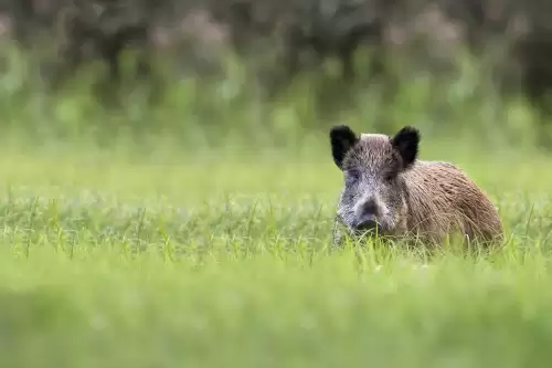 野猪吃鸡怎么办　凤凰单飞野猪竹是鸡肖-第3张