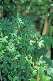 寻仙一套玉峰加多少战力　寻仙地源玉晶怎么获得-第4张