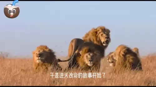 洛克王国紫毛幼狮厉害吗　金爪狂狮的介绍-第1张