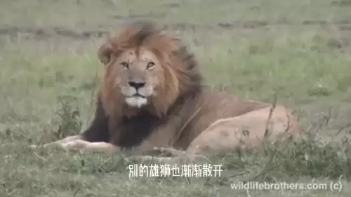 洛克王国紫毛幼狮厉害吗　金爪狂狮的介绍-第3张