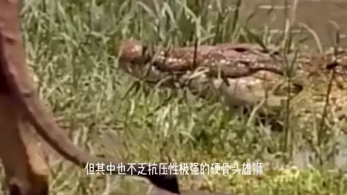 洛克王国紫毛幼狮厉害吗　金爪狂狮的介绍-第5张
