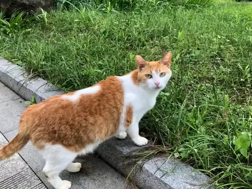 什么猫适合新手女生养　十大最适合新手养的猫-第1张