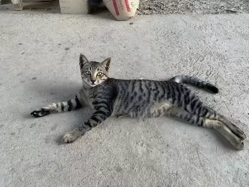 什么猫适合新手女生养　十大最适合新手养的猫-第2张