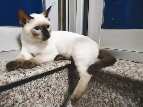 什么猫适合新手女生养　十大最适合新手养的猫-第3张