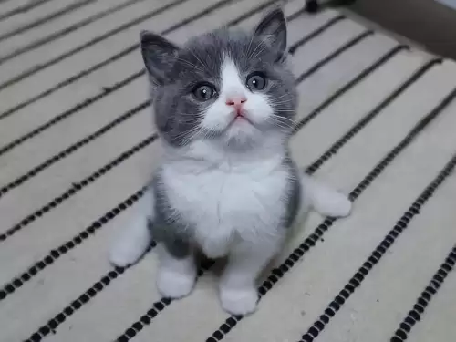 什么猫适合新手女生养　十大最适合新手养的猫-第4张