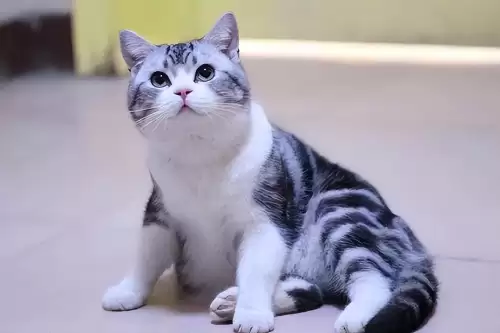 什么猫适合新手女生养　十大最适合新手养的猫-第5张