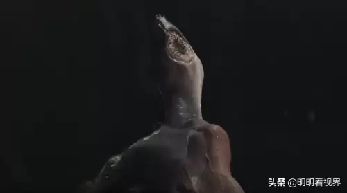 异星灾变最后的大蛇是什么　异星灾变和异形有什么关系-第1张