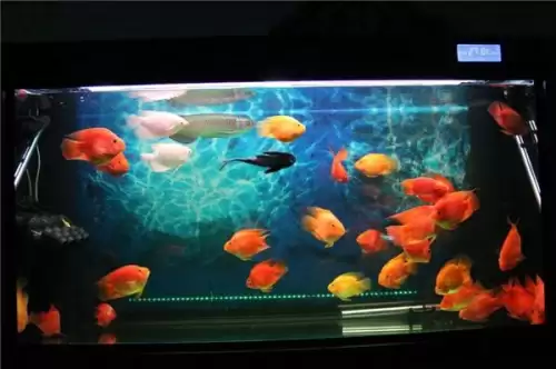 明日之后怎么会喂鱼　明日之后在营地鱼塘钓鱼有经验吗-第1张