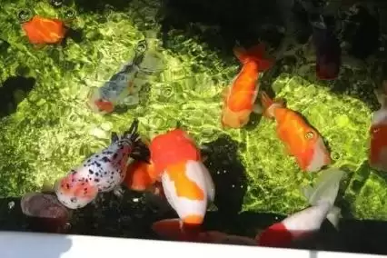 明日之后怎么会喂鱼　明日之后在营地鱼塘钓鱼有经验吗-第3张
