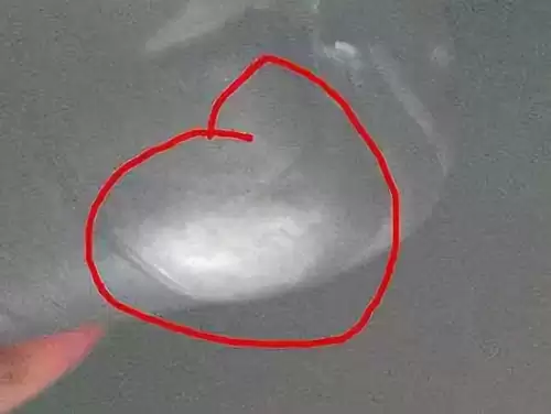 迷你世界牛怎么打奶　迷你世界怎么养牛才有牛奶-第2张