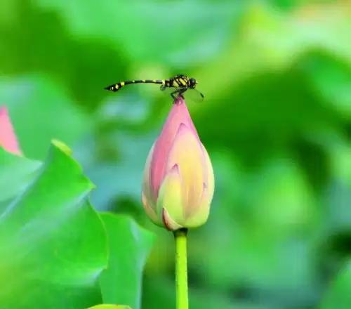 问道手游八仙梦境何仙姑水芙蓉怎么过　问道何仙姑梦境攻略-第1张