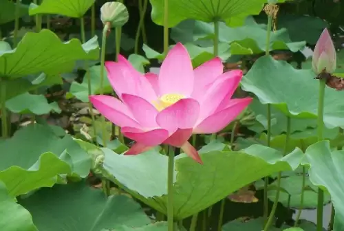 问道手游八仙梦境何仙姑水芙蓉怎么过　问道何仙姑梦境攻略-第3张