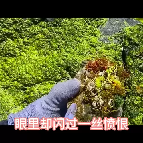 穿书后我苟成了仙尊道侣全文　仙尊-第5张
