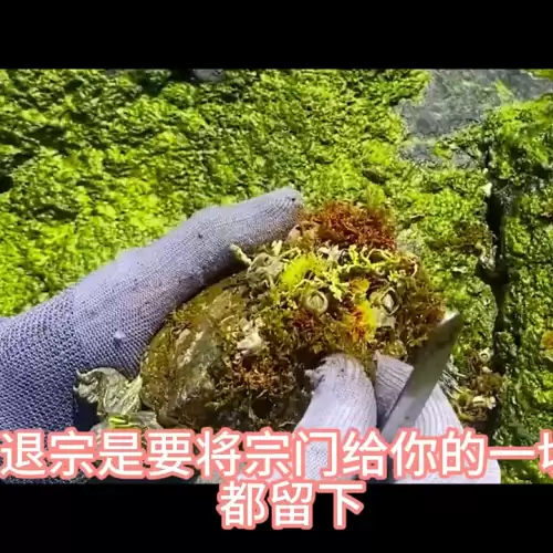 穿书后我苟成了仙尊道侣全文　仙尊-第6张