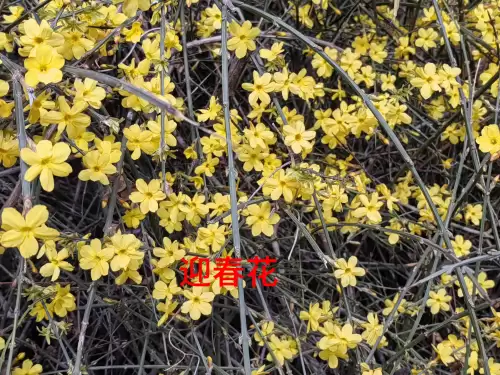 野小叶植物大战僵尸2合集　小蛙和大嘴的植物大战僵尸二视频-第1张