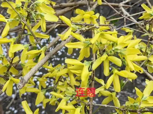 野小叶植物大战僵尸2合集　小蛙和大嘴的植物大战僵尸二视频-第2张