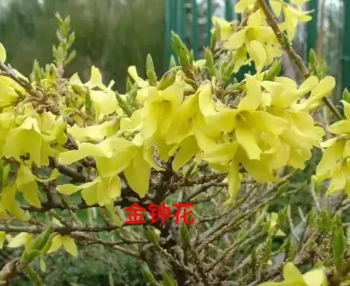 野小叶植物大战僵尸2合集　小蛙和大嘴的植物大战僵尸二视频-第3张