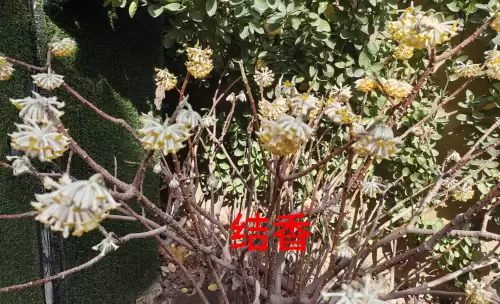 野小叶植物大战僵尸2合集　小蛙和大嘴的植物大战僵尸二视频-第4张