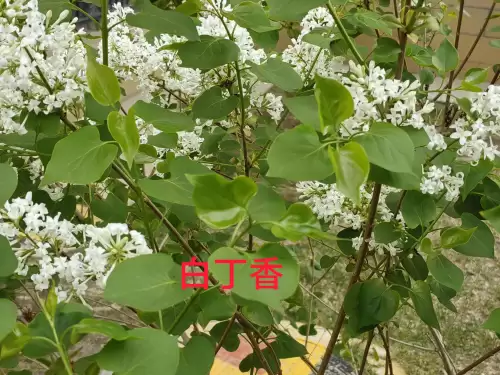野小叶植物大战僵尸2合集　小蛙和大嘴的植物大战僵尸二视频-第6张