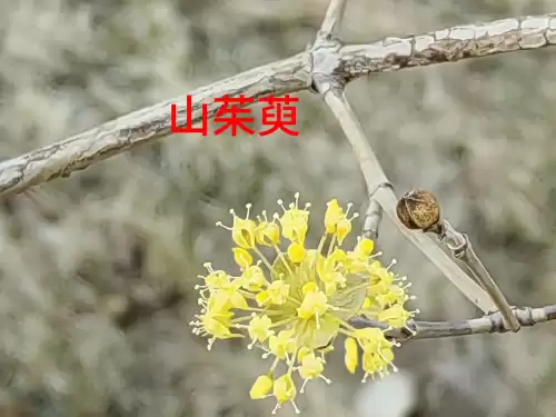野小叶植物大战僵尸2合集　小蛙和大嘴的植物大战僵尸二视频-第8张