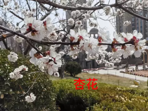 野小叶植物大战僵尸2合集　小蛙和大嘴的植物大战僵尸二视频-第9张