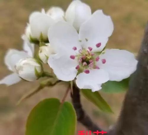 野小叶植物大战僵尸2合集　小蛙和大嘴的植物大战僵尸二视频-第10张