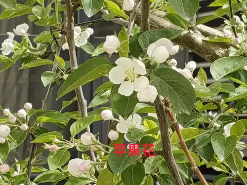 野小叶植物大战僵尸2合集　小蛙和大嘴的植物大战僵尸二视频-第11张