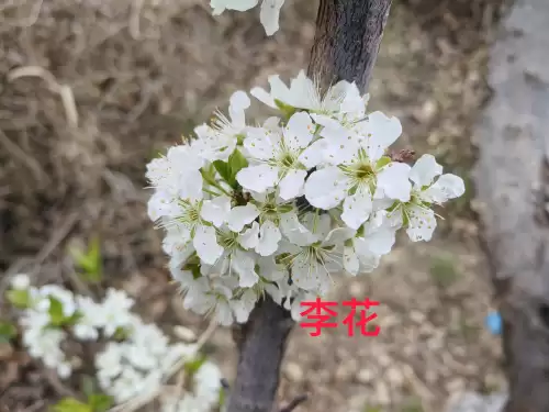 野小叶植物大战僵尸2合集　小蛙和大嘴的植物大战僵尸二视频-第12张