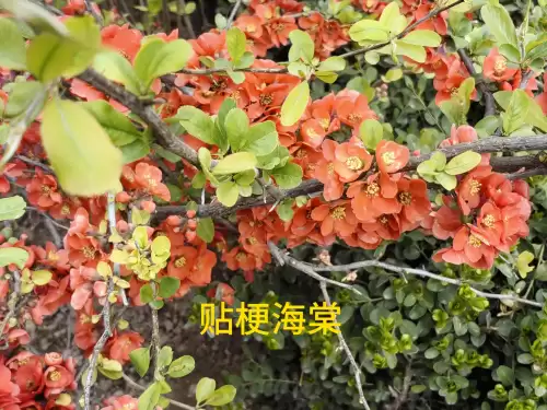 野小叶植物大战僵尸2合集　小蛙和大嘴的植物大战僵尸二视频-第13张