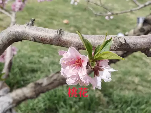 野小叶植物大战僵尸2合集　小蛙和大嘴的植物大战僵尸二视频-第14张