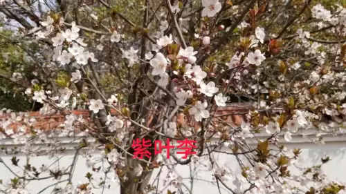 野小叶植物大战僵尸2合集　小蛙和大嘴的植物大战僵尸二视频-第15张