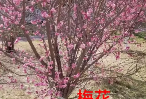 野小叶植物大战僵尸2合集　小蛙和大嘴的植物大战僵尸二视频-第16张
