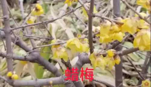 野小叶植物大战僵尸2合集　小蛙和大嘴的植物大战僵尸二视频-第17张