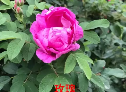 野小叶植物大战僵尸2合集　小蛙和大嘴的植物大战僵尸二视频-第19张