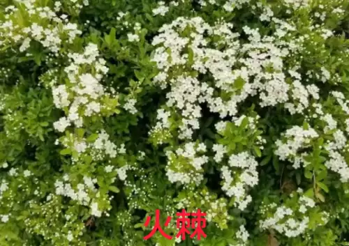 野小叶植物大战僵尸2合集　小蛙和大嘴的植物大战僵尸二视频-第20张