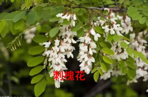 野小叶植物大战僵尸2合集　小蛙和大嘴的植物大战僵尸二视频-第21张