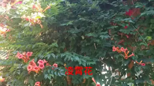 野小叶植物大战僵尸2合集　小蛙和大嘴的植物大战僵尸二视频-第24张