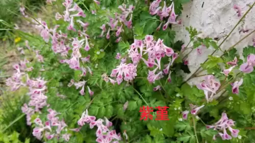 野小叶植物大战僵尸2合集　小蛙和大嘴的植物大战僵尸二视频-第25张