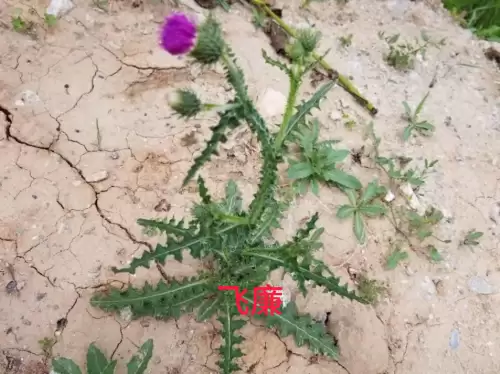 野小叶植物大战僵尸2合集　小蛙和大嘴的植物大战僵尸二视频-第27张