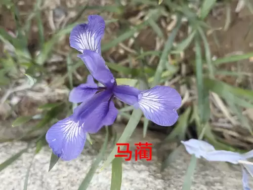 野小叶植物大战僵尸2合集　小蛙和大嘴的植物大战僵尸二视频-第29张