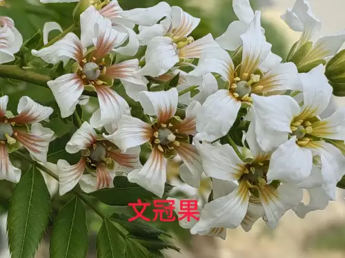 野小叶植物大战僵尸2合集　小蛙和大嘴的植物大战僵尸二视频-第30张