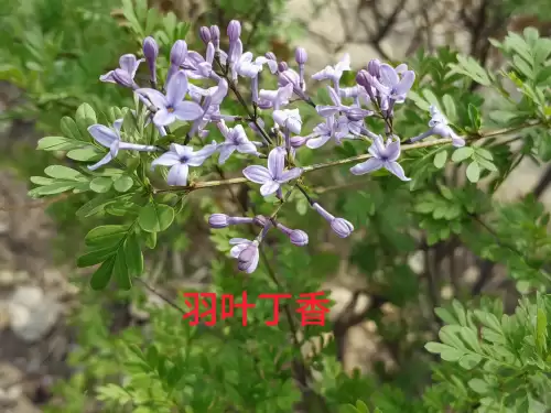 野小叶植物大战僵尸2合集　小蛙和大嘴的植物大战僵尸二视频-第31张
