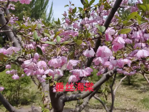 野小叶植物大战僵尸2合集　小蛙和大嘴的植物大战僵尸二视频-第32张