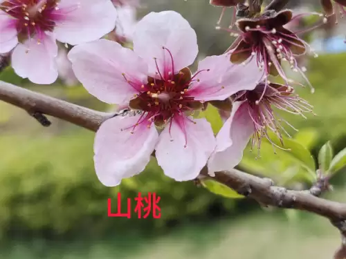 野小叶植物大战僵尸2合集　小蛙和大嘴的植物大战僵尸二视频-第33张