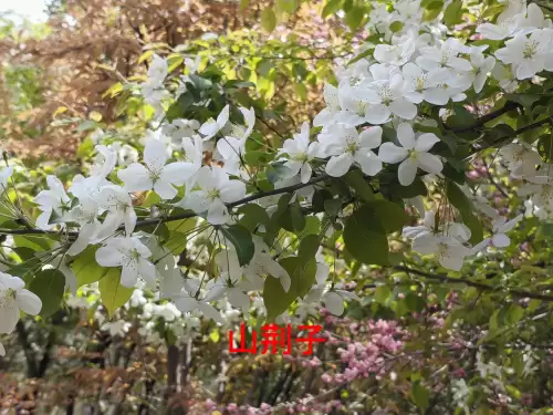 野小叶植物大战僵尸2合集　小蛙和大嘴的植物大战僵尸二视频-第34张