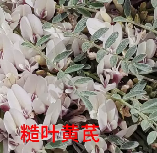 野小叶植物大战僵尸2合集　小蛙和大嘴的植物大战僵尸二视频-第36张