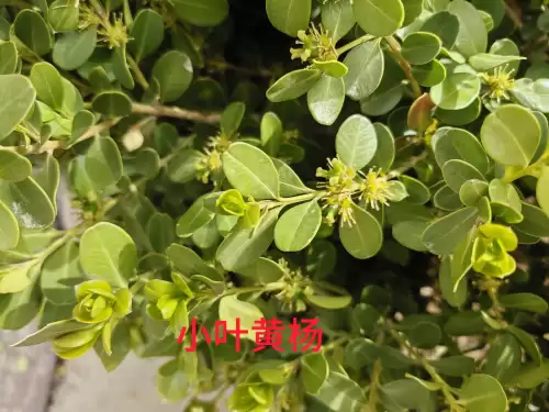 野小叶植物大战僵尸2合集　小蛙和大嘴的植物大战僵尸二视频-第38张